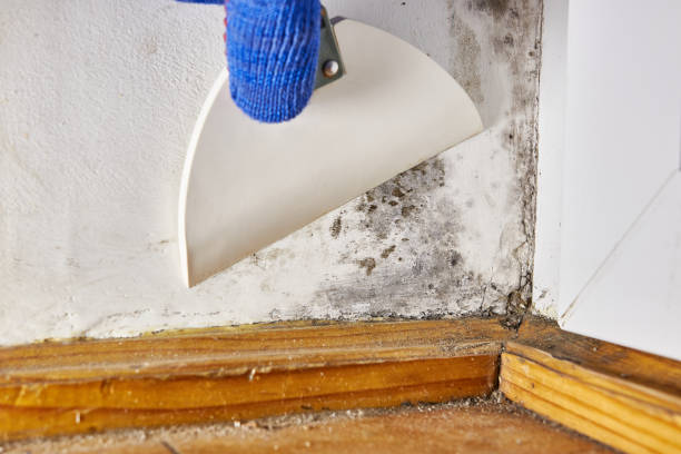 Best Crawl Space Mold Remediation  in Duluth, GA